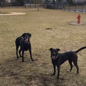 Al Helms Dog Park photo 1